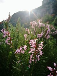 Close-up of flowers growing on mountain