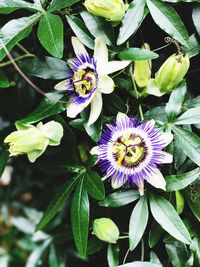 High angle view of purple flowering plant