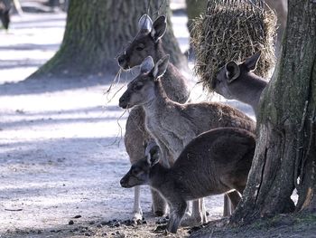 Kangaroos on field during winter