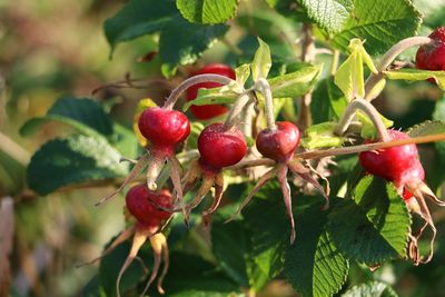 Close-up of cherries growing on tree