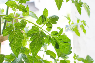 Close-up of fresh green plant