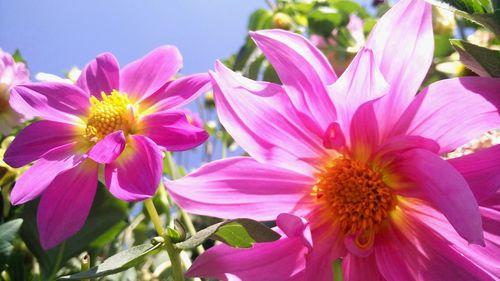 Close-up of pink flowers blooming outdoors