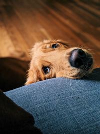 Close-up of dog relaxing on sofa at home