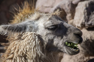 Close-up of a llama