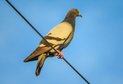 Low angle view of bird perching on cable against clear sky