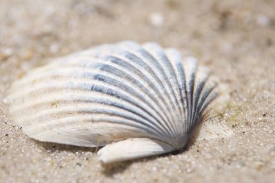 Close-up of crab on sand at beach