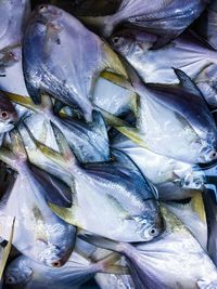 Close-up of fish for sale in market