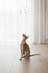 Red handsome cat cornish rex looks up at a toy that is being played with while sitting on the floor