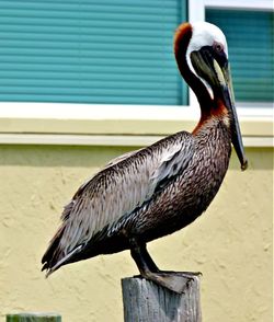 Close-up of pelican perching outdoors