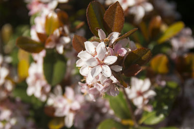 Close-up of white cherry blossom