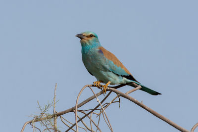 Low angle view of bird perching on branch