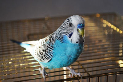 Close-up of bird perching on wooden surface