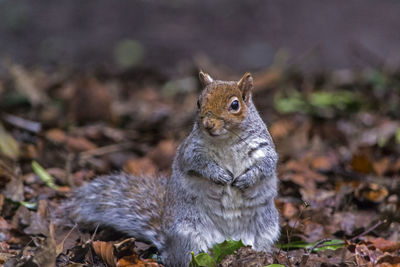 Close-up of squirrel on field