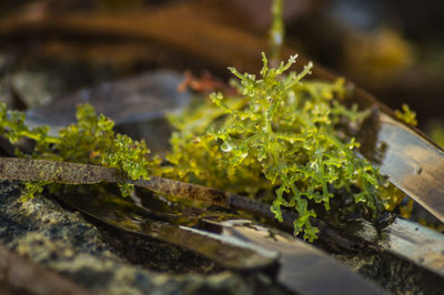 Close-up of plant growing outdoors