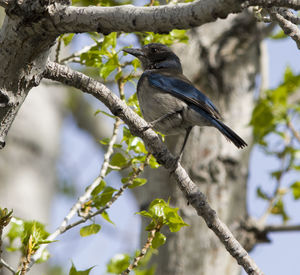 Low angle view of bird perching on tree