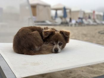 View of a dog resting on a land