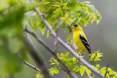 Male american goldfinch bird in michigan - usa