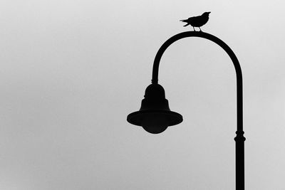 Low angle view of bird perching on street light