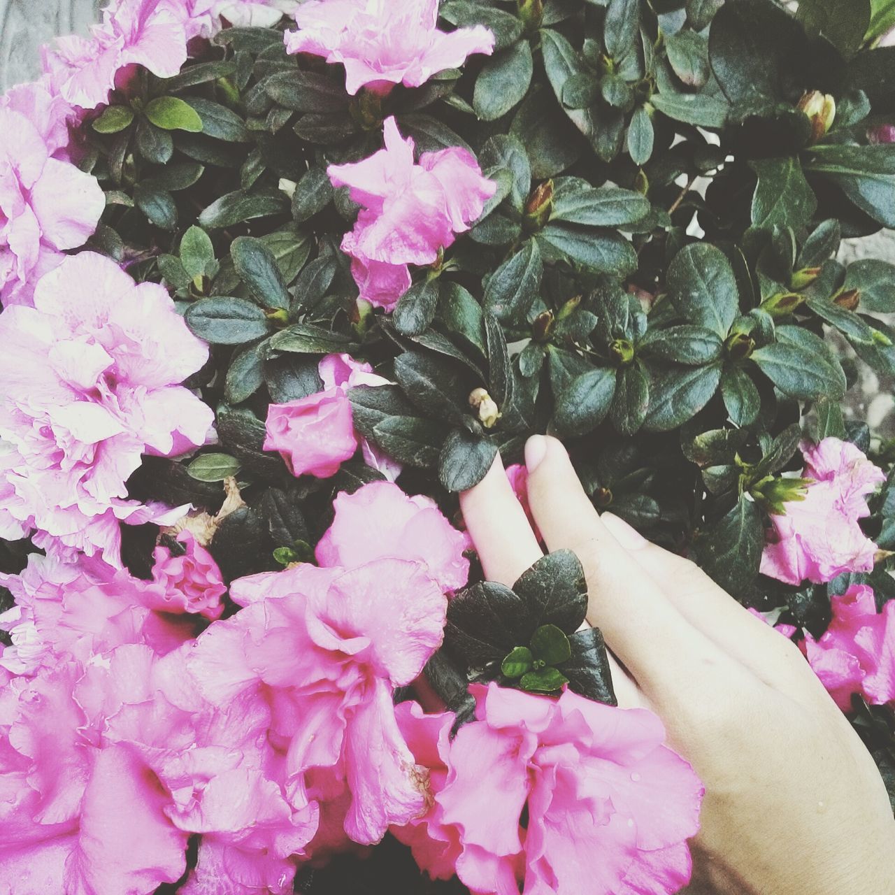 flower, freshness, pink color, petal, fragility, high angle view, plant, growth, lifestyles, person, nature, leaf, flower head, beauty in nature, holding, leisure activity