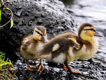 Close-up of ducklings in water
