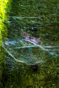 Close-up of spider web