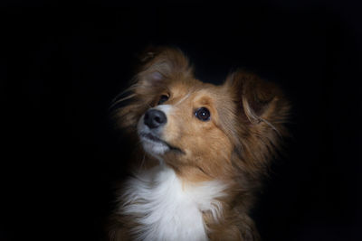 Close-up of dog against black background