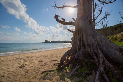 Driftwood on beach against sky