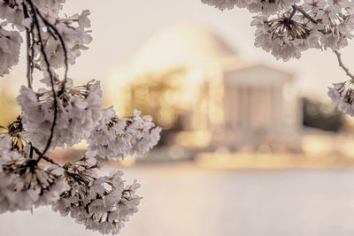 Close-up of cherry blossom