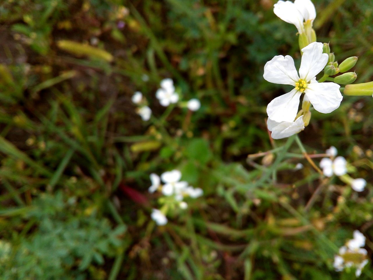 flower, freshness, fragility, petal, growth, beauty in nature, close-up, flower head, white color, springtime, nature, white, season, selective focus, in bloom, focus on foreground, blossom, day, plant, botany, blooming, cherry blossom, outdoors, pollen, apple blossom, flowering plant, no people, bloom