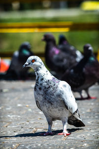 Close-up of pigeons perching on footpath