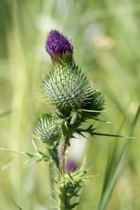 Close-up of thistle flower