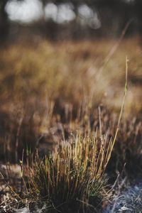 Close-up of grass on field