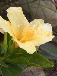 Close-up of yellow flower