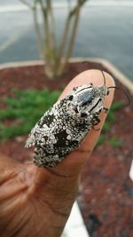 Close-up of hand holding leaf