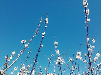 Low angle view of cherry blossom against blue sky