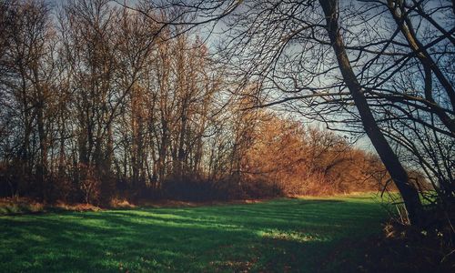 Scenic view of field in forest during autumn