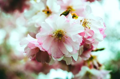 Close-up of pink cherry blossoms