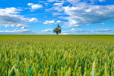 Scenic view of field against cloudy sky