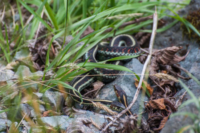 Close-up of plant