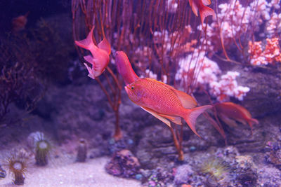 Close-up of fish swimming in sea