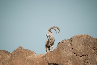 Sheep standing on rock against clear sky