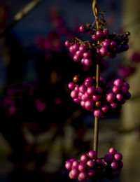 Close-up of purple flowers