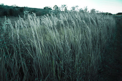 Plants growing on field against sky