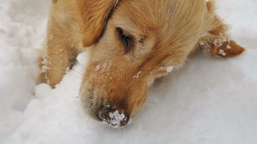 Close-up of dog playing on snow, golden retreiver