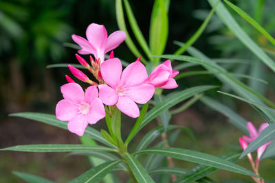 Close-up of pink flowering plant