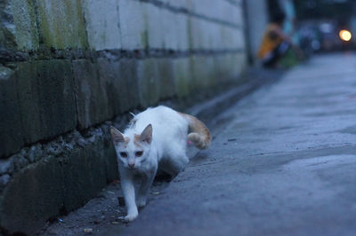 Cat walking by stone wall at night