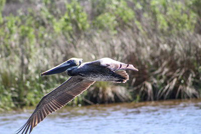 Close-up of pelican on lake