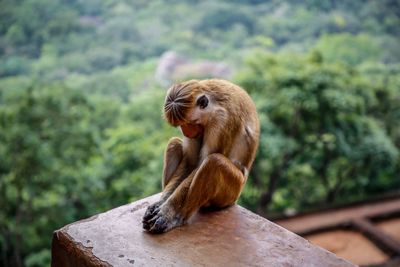 Monkey sitting on rock