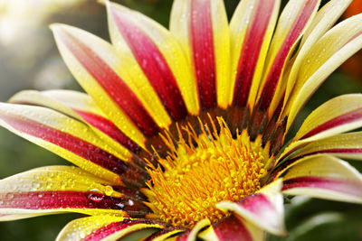 Close-up of pink flower