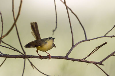 Low angle view of bird perching on branch